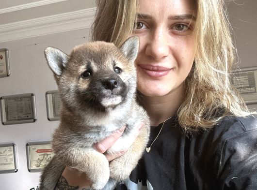 Trde Nadir Shiba İnu Yavruları görsel