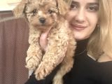 Toy Poodle Yavrularımız