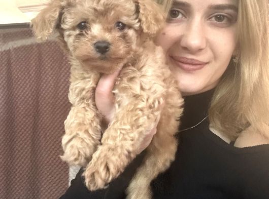 Toy Poodle Yavrularımız