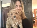 Toy Poodle Yavrularımız
