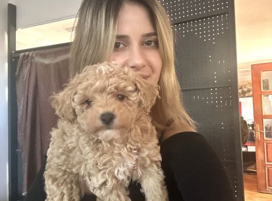 Toy Poodle Yavrularımız görsel