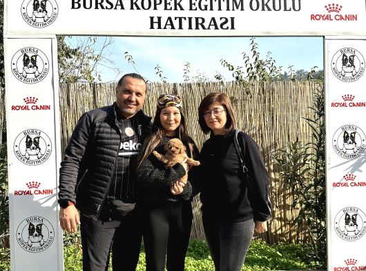 Toy Poodle Yavrularımız görsel