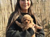 Toy Poodle Yavrularımız