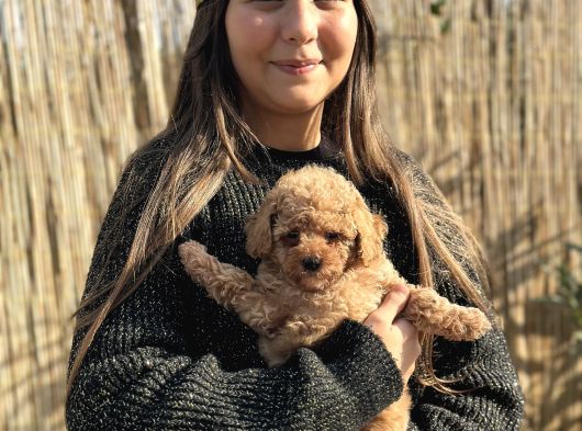 Toy Poodle Yavrularımız görsel