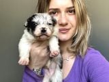 Her Renk Border Collie Yavrular