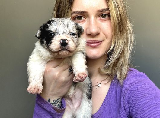 Her Renk Border Collie Yavrular görsel