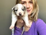 Her Renk Border Collie Yavrular