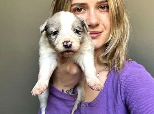 Her Renk Border Collie Yavrular görsel