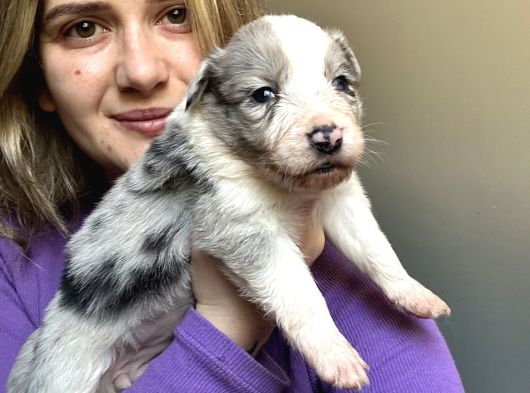 Her Renk Border Collie Yavrular görsel