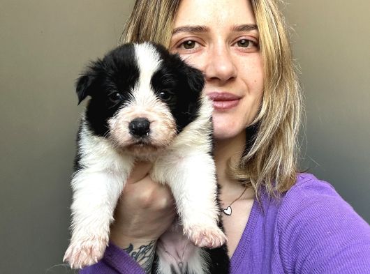Her Renk Border Collie Yavrular görsel