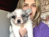 Her Renk Border Collie Yavrular