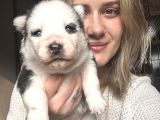 Jumbo Sibirya Kurdu Yavruları Husky