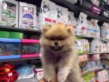 Pomerian Boo
