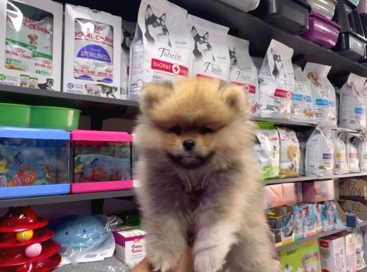 Pomerian Boo görsel