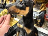 Doberman Yavrular Sakarya