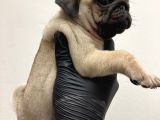 PUG ERKEK YAVRU SAKARYA