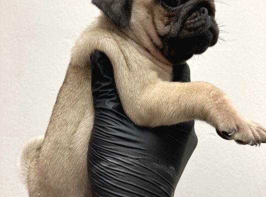 Pug Erkek Yavru Sakarya