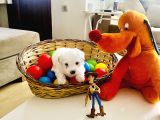 Maltese Terrier Sıfır Numara Ev Doğumlu Bebeklerim