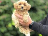 TÜY DÖKMEZ KOKU YAPMAZ GERÇEK MALTİPOO