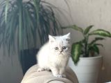 Ayi Surat Bri̇ti̇sh Shorthai̇r Yavrularim