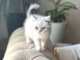 AYI SURAT BRİTİSH SHORTHAİR YAVRULARIM