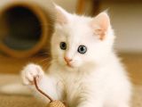 BEBEK ANKARA KEDİSİ YAVRULARI  ücretsiz degildir