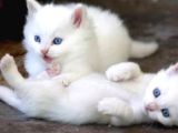 Bebek Ankara Kedi̇si̇ Yavrulari  Ücretsiz Degildir