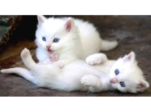 Bebek Ankara Kedi̇si̇ Yavrulari  Ücretsiz Degildir görsel