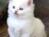 Bebek Ankara Kedi̇si̇ Yavrulari  Ücretsiz Degildir