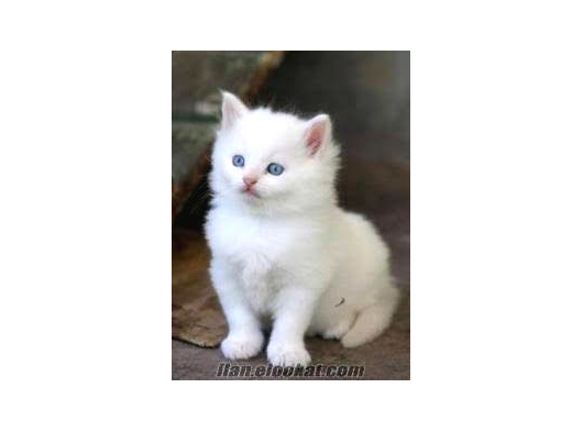 Bebek Ankara Kedi̇si̇ Yavrulari  Ücretsiz Degildir görsel