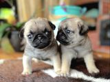 0 BURUN PUG BEBEKLER