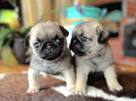 0 Burun Pug Bebekler