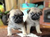 0 Burun Pug Bebekler