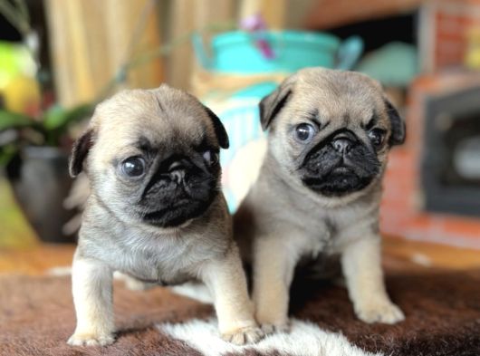 0 Burun Pug Bebekler görsel