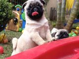 KOCA KAFA PUG YAVRULAR