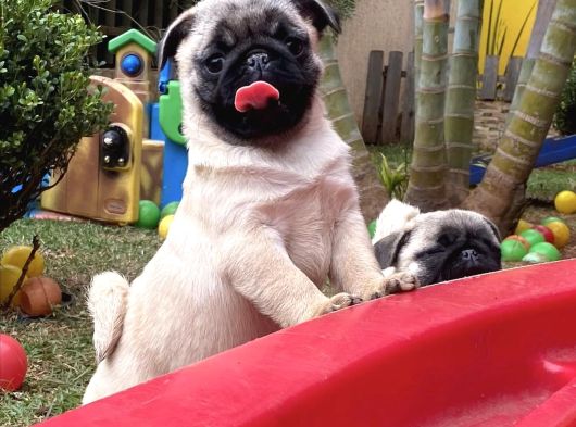 Koca Kafa Pug Yavrular