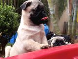 Koca Kafa Pug Yavrular