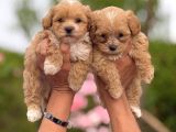sevimli teacup maltipoo bebekler