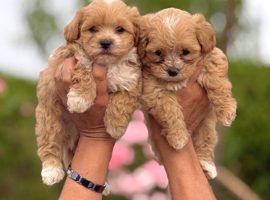 Sevimli Teacup Maltipoo Bebekler