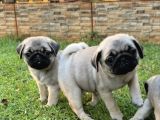 TOP SURAT PUG BEBEKLER