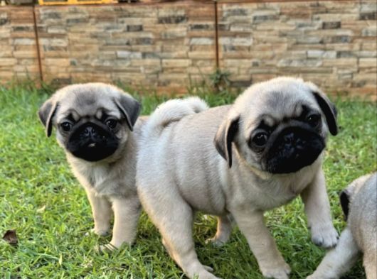 Top Surat Pug Bebekler