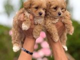Sevimli Teacup Maltipoo Bebekler