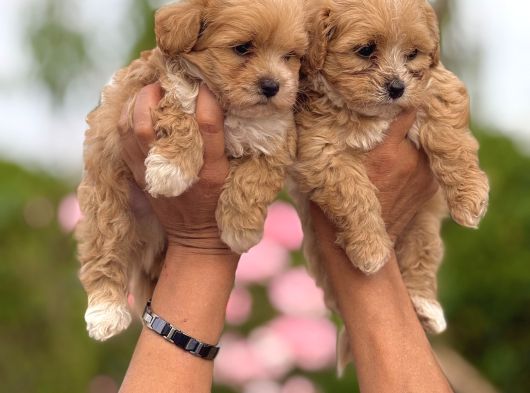 Sevimli Teacup Maltipoo Bebekler görsel