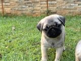 Top Surat Pug Bebekler