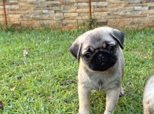 Top Surat Pug Bebekler görsel