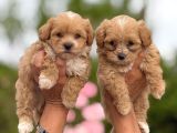 teacup maltipoo bebekler