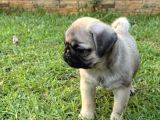 Top Surat Pug Bebekler