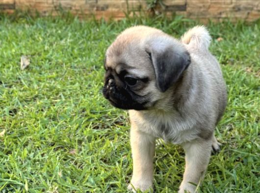Top Surat Pug Bebekler görsel