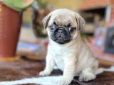 SAFKAN PUG BEBEKLER