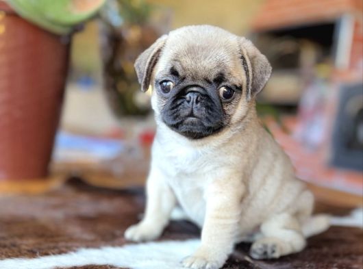 Safkan Pug Bebekler